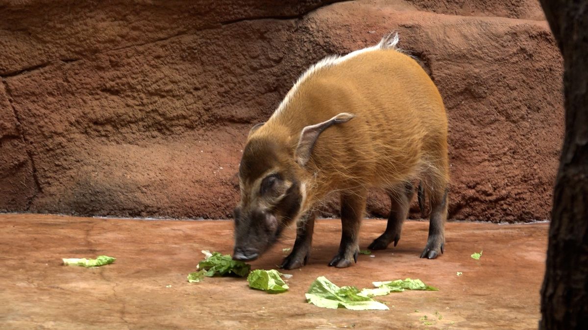 Pražská zoo obnovila chov štětkounů